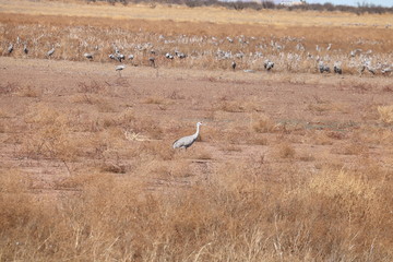 Sandhill crane
