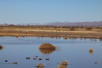 Sandhill crane