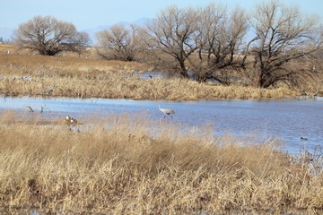 Sandhill crane