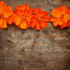 Orange flowers on wooden background