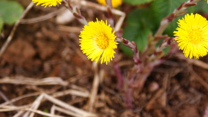 Цветок Мать-и-Мачеха