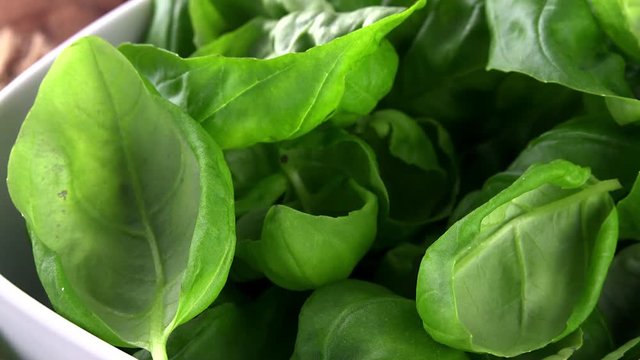 Portion of rotating fresh Basil as not loopable 4K  UHD footage