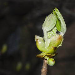 Horse-chestnut, aesculus hippocastanum, bud on branch with bokeh background macro, selective focus,...
