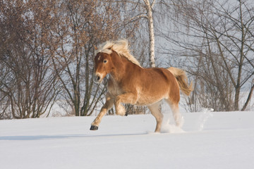 Nice haflinger horse running