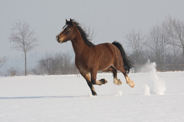 Nice welsh pony running
