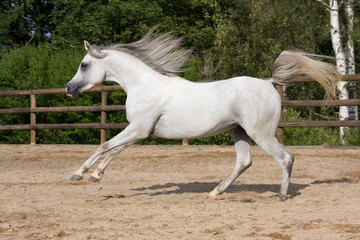 Naklejka na ściany i meble Nice white arabian horse running