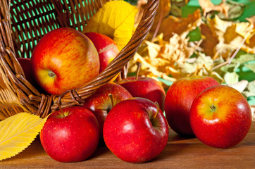Naklejka na ściany i meble red apples in the wicker basket at autumn