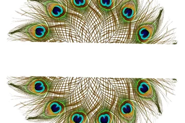 Poster Beautiful peacock feathers as background with text copy space © gv image