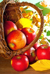 red apples in the wicker basket at autumn
