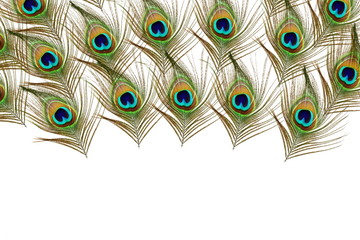 Beautiful peacock feathers as background with text copy space