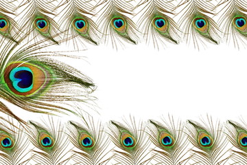 Obraz premium Beautiful peacock feathers as background with text copy space