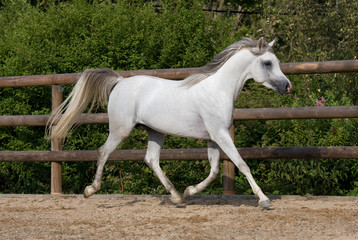 Obraz na płótnie Canvas Nice white arabian horse running