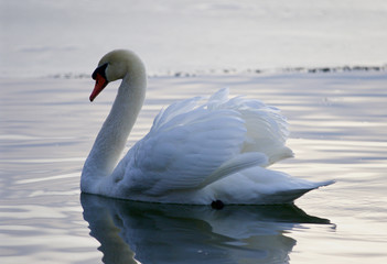 Beautiful background with the swan in the lake