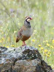 Red-legged partridge (Alectoris rufa)