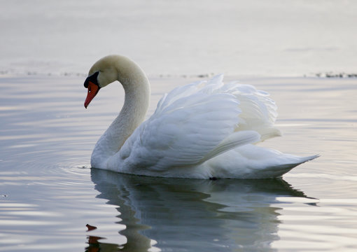 Beautiful image with the swan swimming in the lake