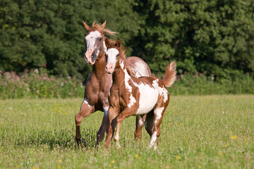 Naklejka na ściany i meble Appaloosa mare with foal running on meadow