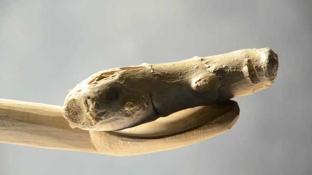 زنجبيل Zingiber officinale Jengibre Z&aacute;zvor l&eacute;kařsk&yacute; Zenzero Ginger Ingwer Kion &AElig;gte Ingef&aelig;r ขิง 薑 K&ouml;z&ouml;ns&eacute;ges gy&ouml;mb&eacute;r ショウガ Imbir lekarski 생강 Gingembre Ingef&auml;ra Quion זנגביל