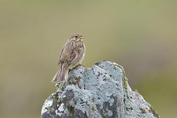 Corn bunting (Emberiza calandra)