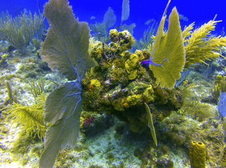 Coral Reef in Grand Cayman