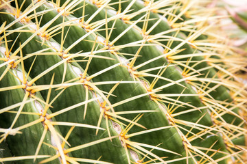 Close-up cactus. Golden thorns.