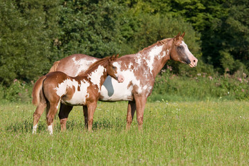 Portrait of appaloosa mare with nice foals