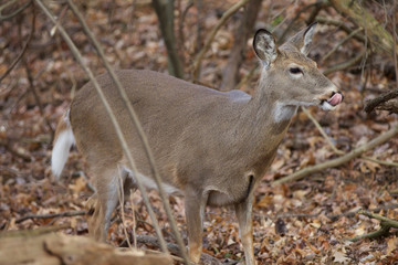 Photo of a deer with a tongue