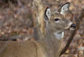 Portrait of a beautiful deer