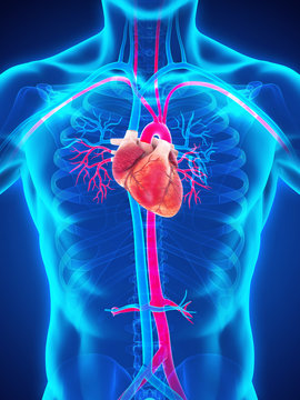 Human Heart Anatomy Illustration. 3D render