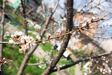 The flower of a cherry tree which blooms on the way. Flowering cherry in the spring, the scent of blossoming apricot.