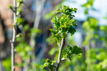 Obraz premium The branch of gooseberry in the early spring. Gardening
