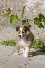 Portrait of nice puppy - sheltie