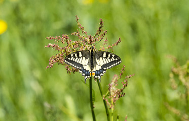 Papilio Machaon