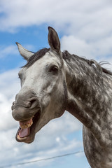 Pferd lacht vor blauem Himmel