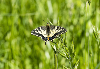 Papilio Machaon (2)