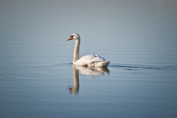 Łabędź © Mariusz Stoszewski