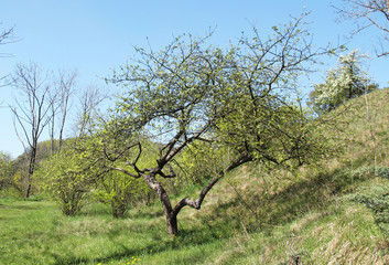 apple tree with crooked branches in spring
