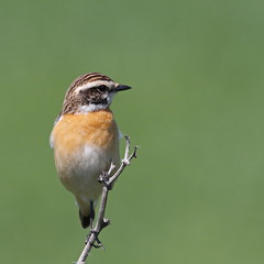 Common Stonechat, Saxicola torquata