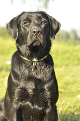 labrador close up front