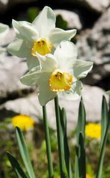 close photo of blooms of light yellow daffodils