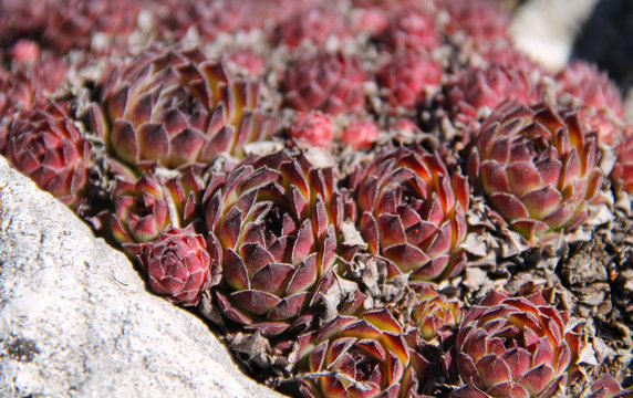 several succulent red and purple plants of rolling hen-and-chicks