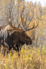 Bull Moose in Fall Landscape