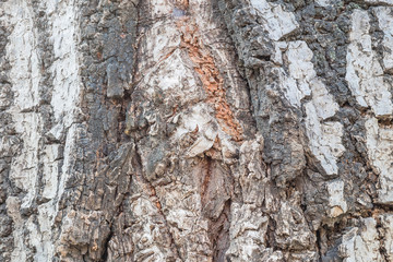 Closeup surface skin of trunk of tree texture background