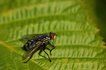 Муха сидит на зеленом листе и смотрит вверх