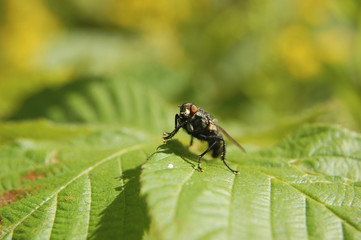 Муха сидит на зеленом листе