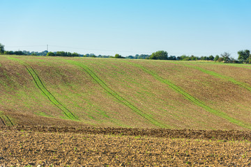 Agricultural field on a hill with young sprouts