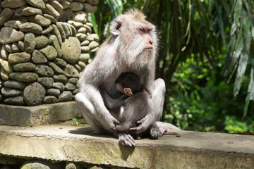 Ubud, mokey forest, indian Macaque monkeys with baby