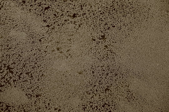 Sfondo alghe