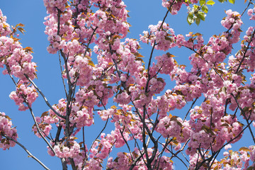 Sakura Flower or Cherry Blossom With Beautiful Nature Background