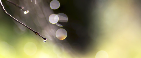 Abstract nature banner with water drop and light