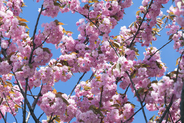 Sakura Flower or Cherry Blossom With Beautiful Nature Background